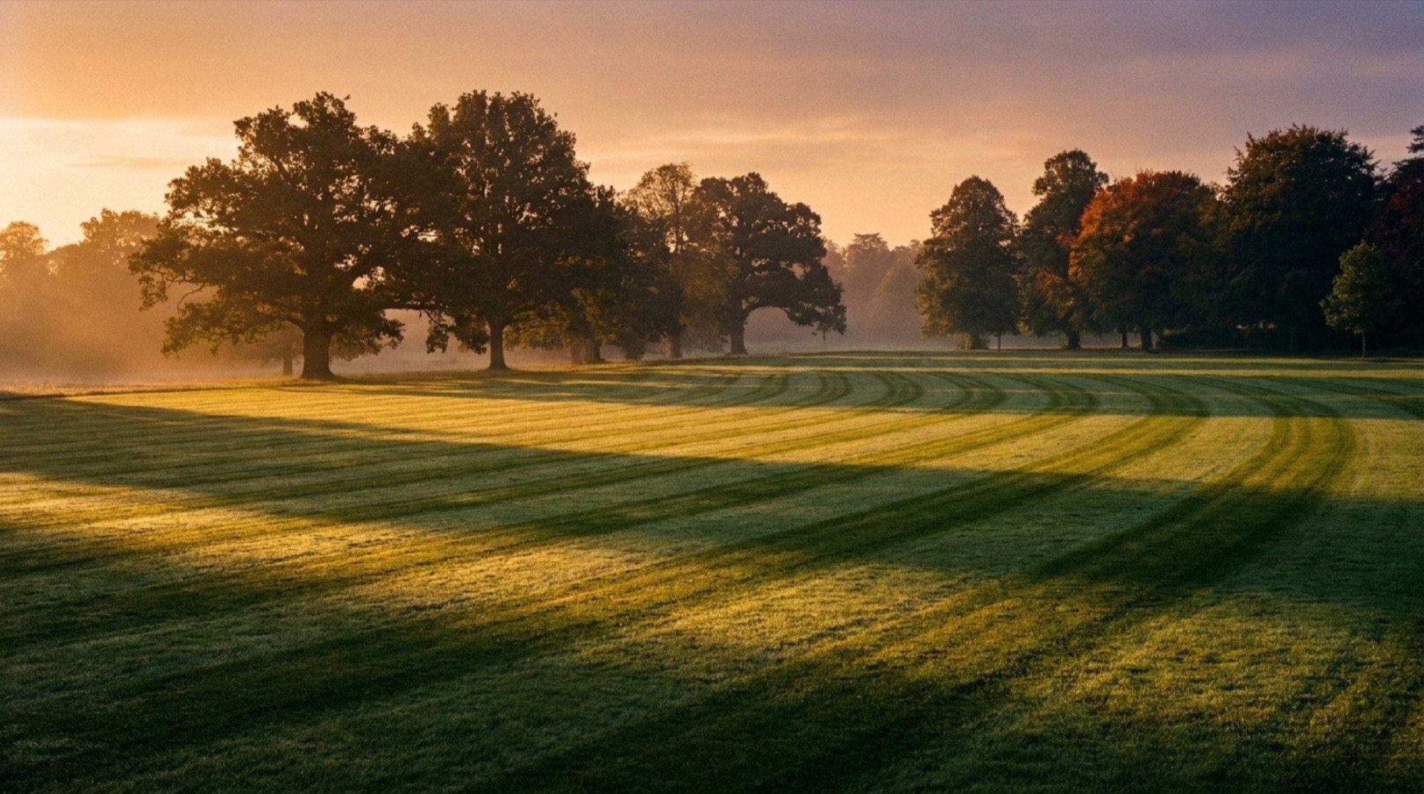 A wide mown paddock with a spreading tree in golden morning light