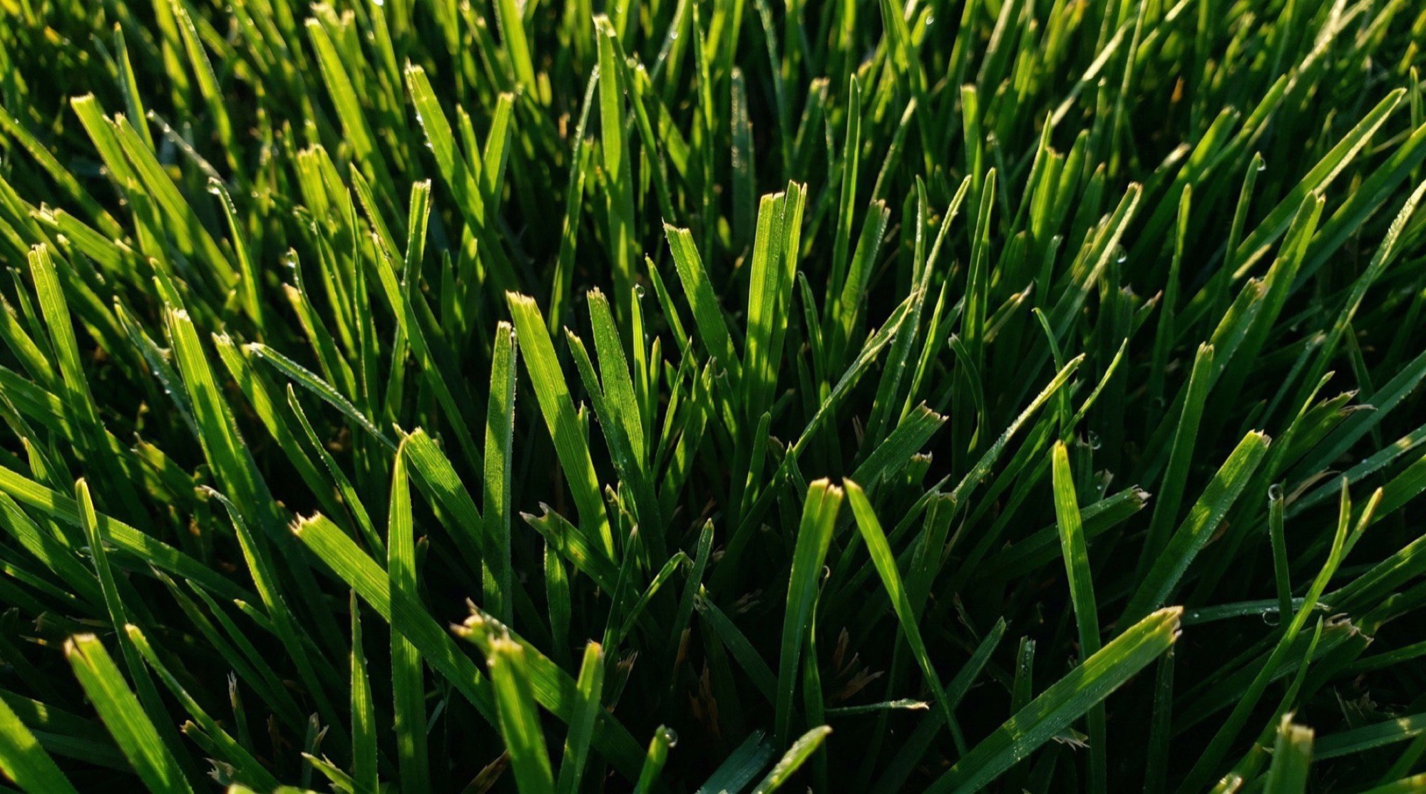 A close view of dense green grass blades catching low sunlight