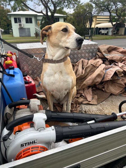 A dog sitting on a ute tray beside a blower, fuel cans and a toolbox