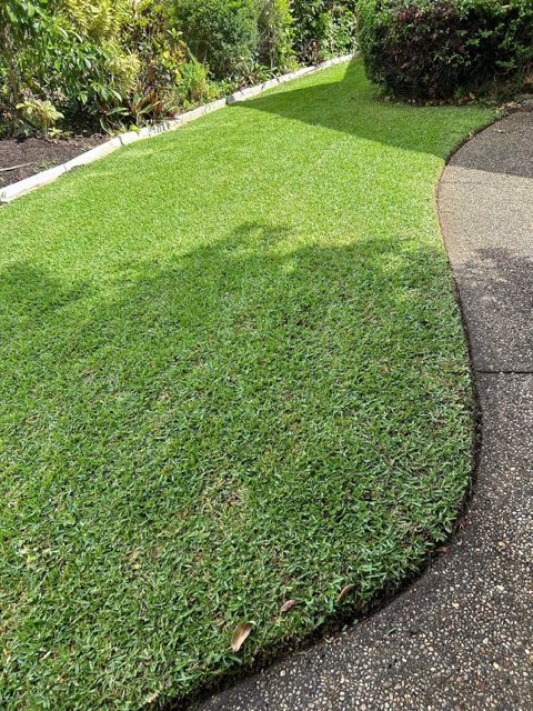 A rounded shrub and a low hedge beside a curved garden path