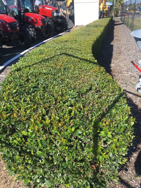 A dense hedge trimmed flat along the top beside a gravel edge
