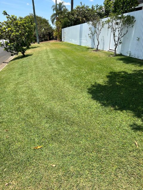 A cut lawn beside a fence line with palms and a street beyond